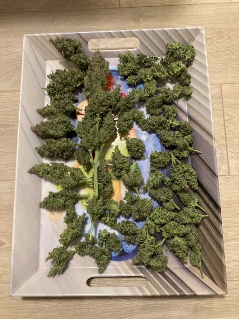 2-Pflanze-Royal-Runtz-Ernte Ernte - Pflanze 2