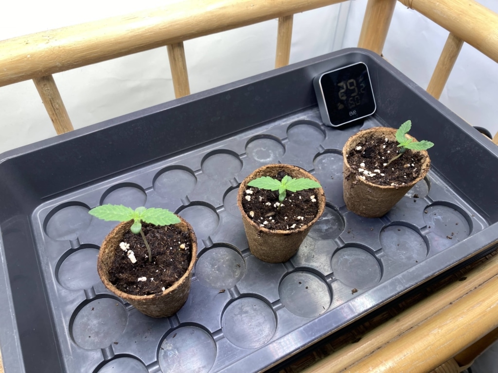 [1.Woche] Royal Runtz Auto Fr&uuml;he Vegetative Phase