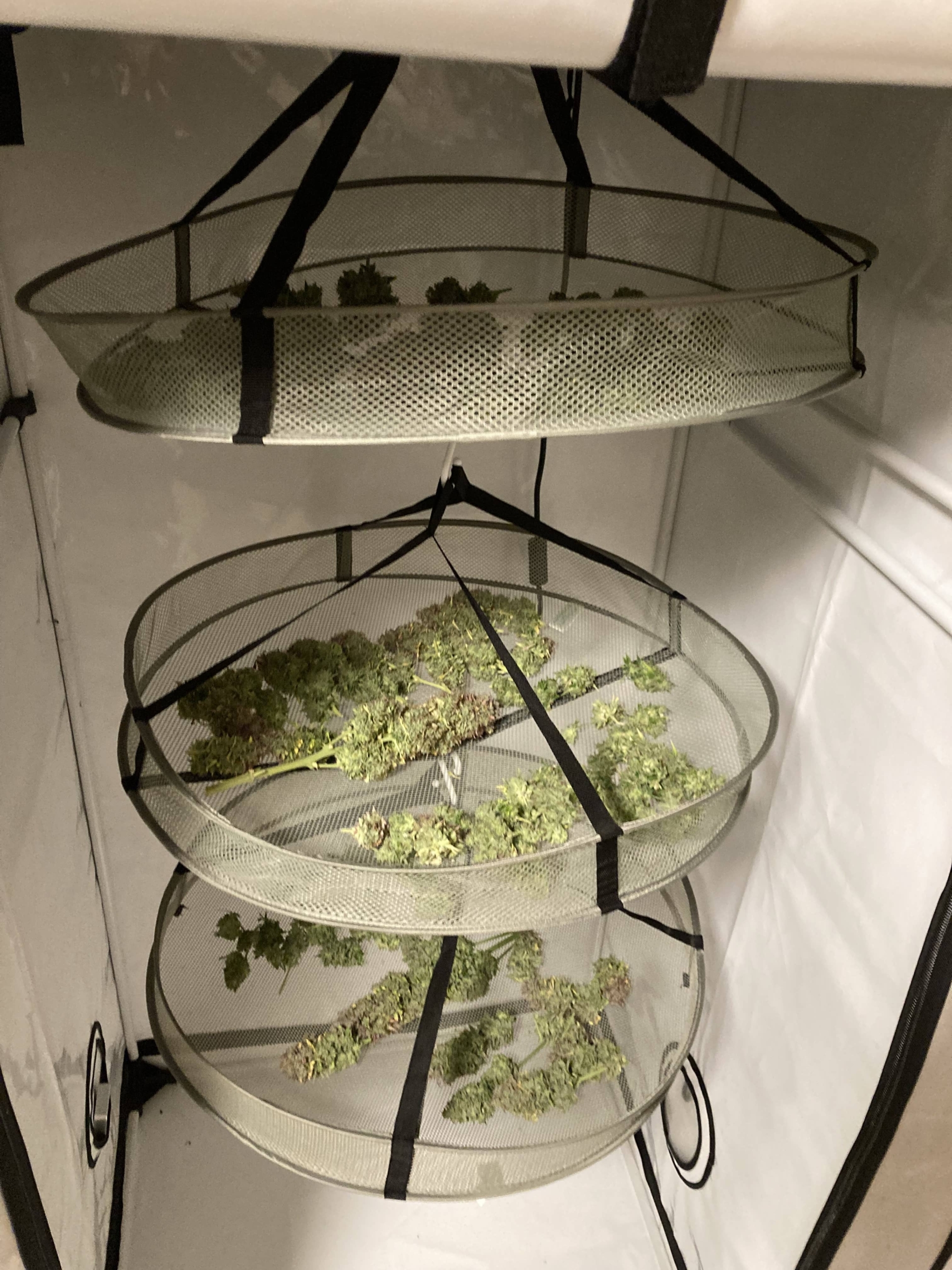 Hulk-Berry-Auto-Ernte