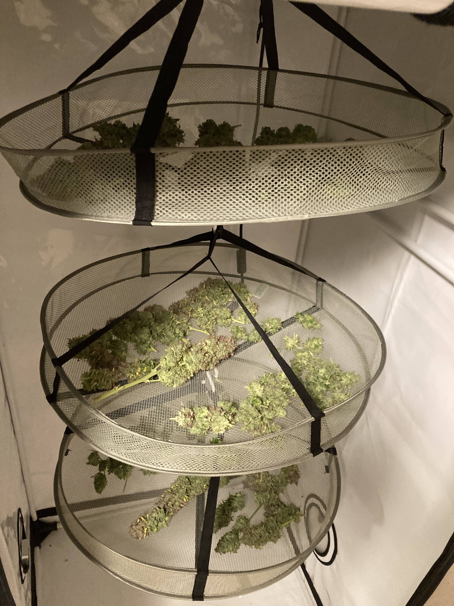 Hulk-Berry-Auto-Ertrag