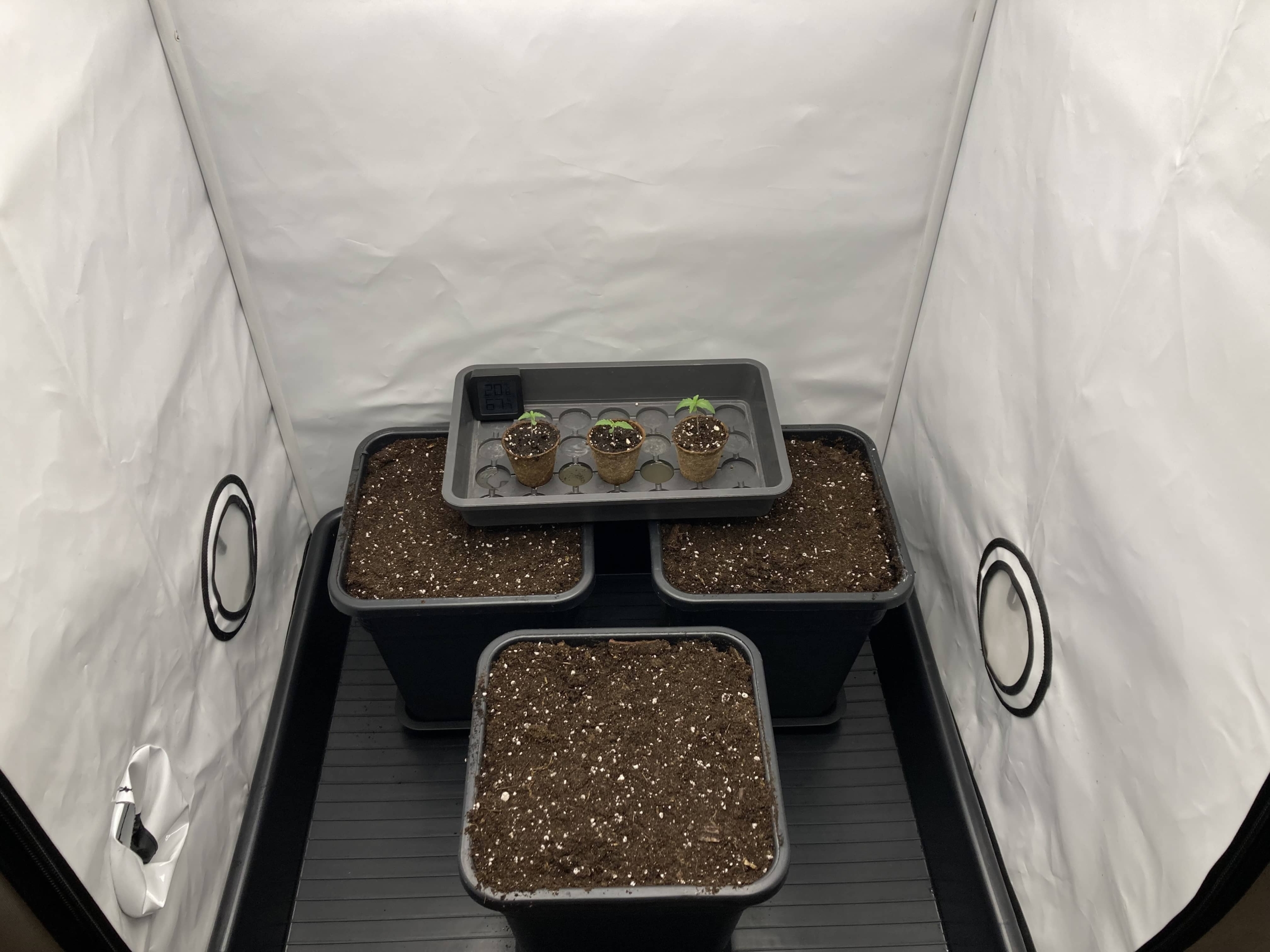 Hulk-Berry-Auto-Tag-11