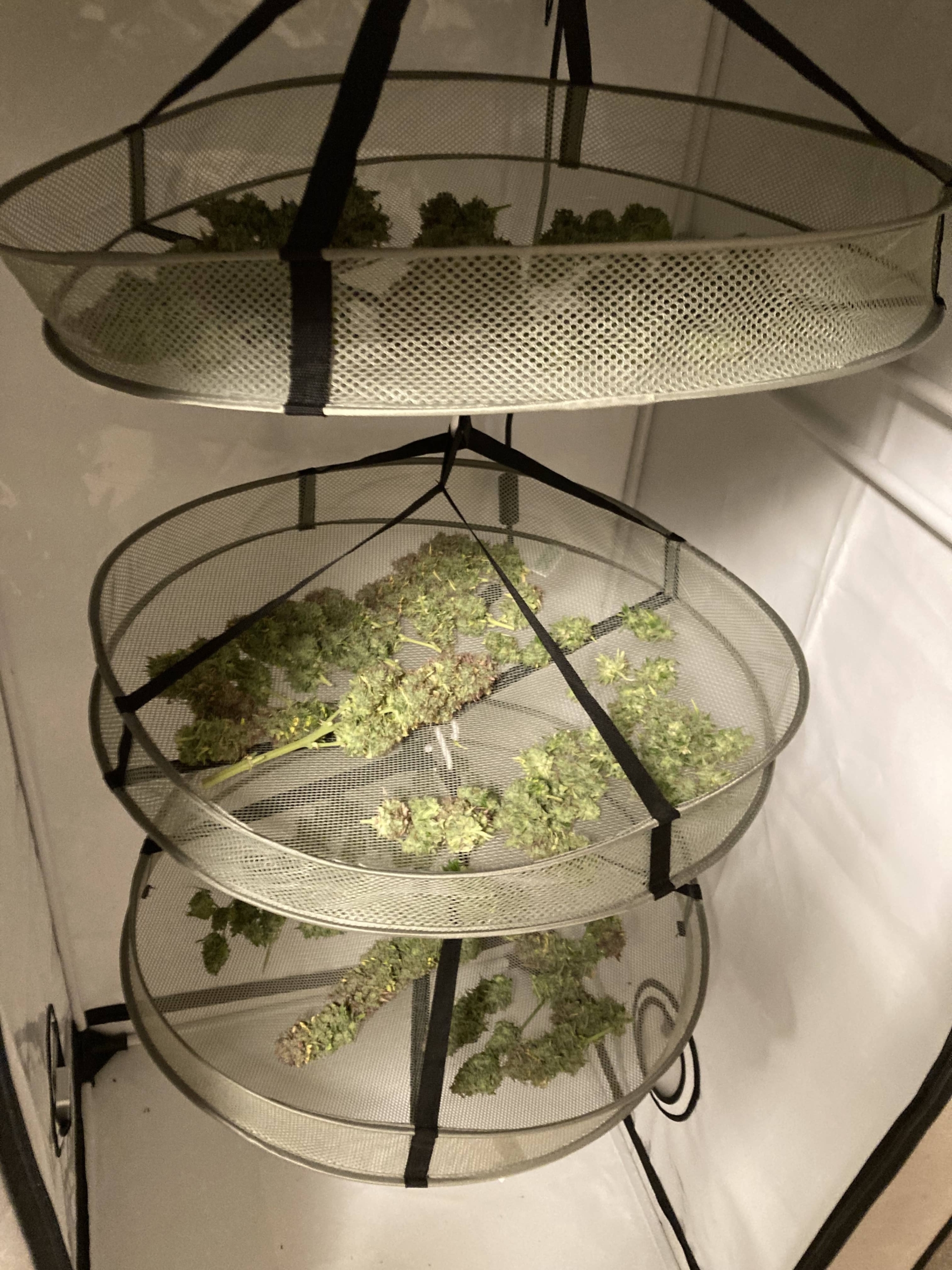 Hulk-Berry-Auto-Trocknen