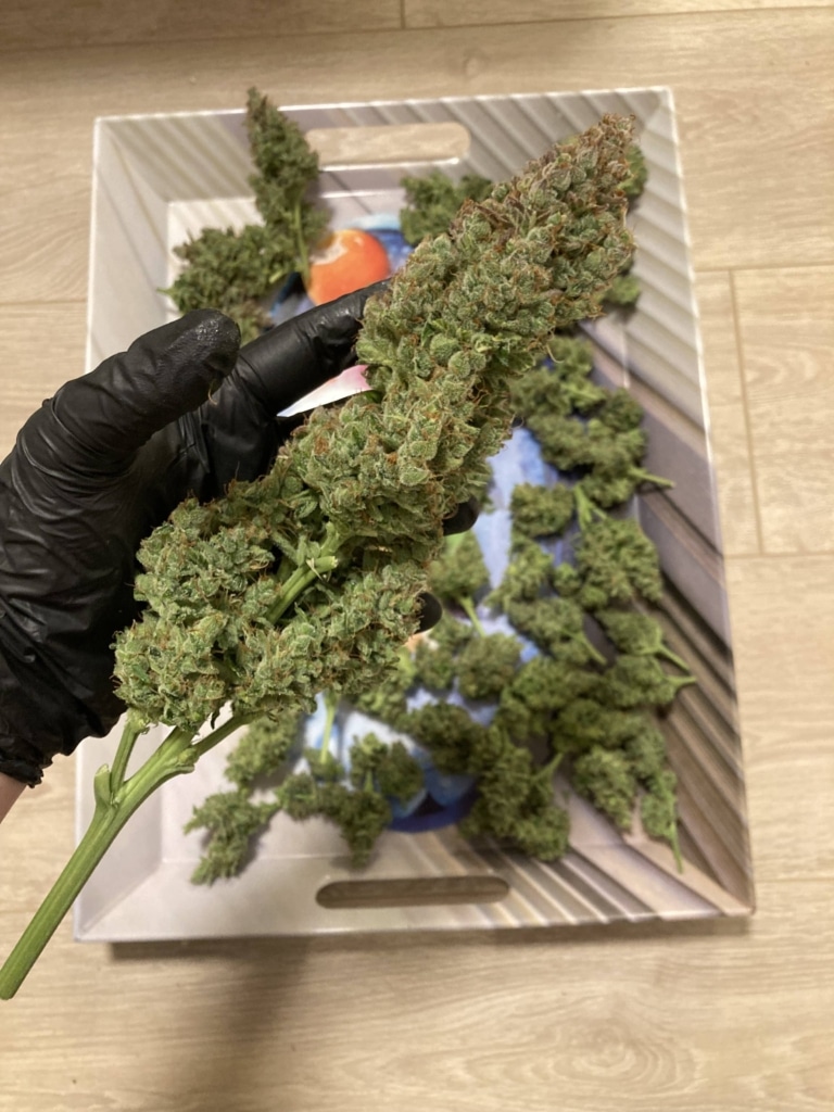 Mainbud-Pflanze-2 Mainbud - Pflanze 2