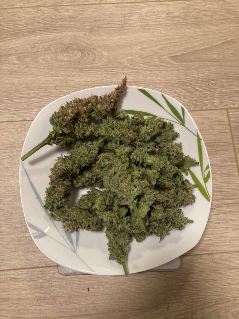 Royal-Runtz-Ernte-Pflanze-1 Ernte - Pflanze 1