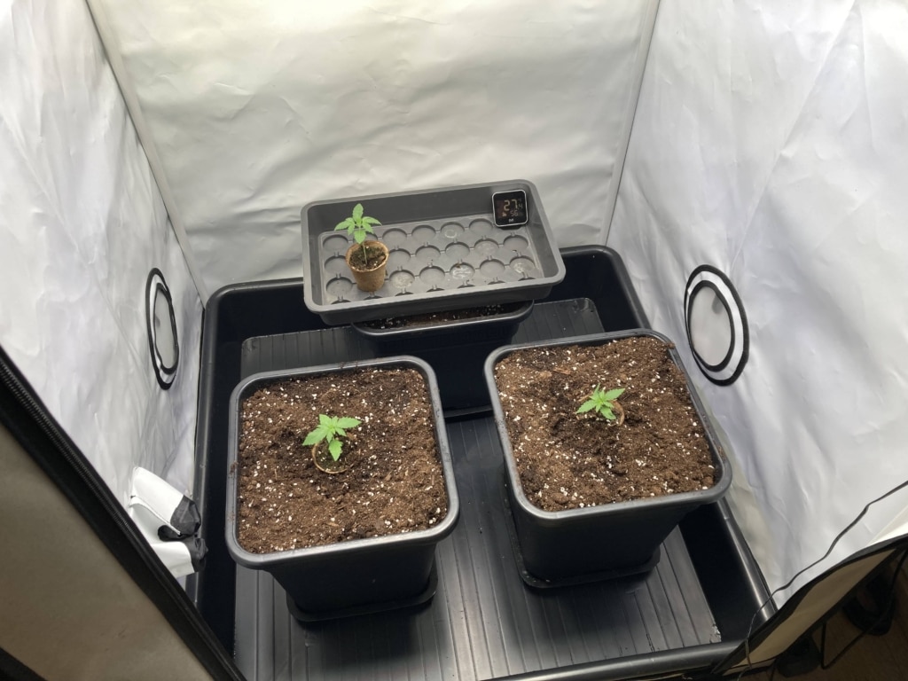 Tag-12-erstes-Umtopfen Tag 12 erstes Umtopfen