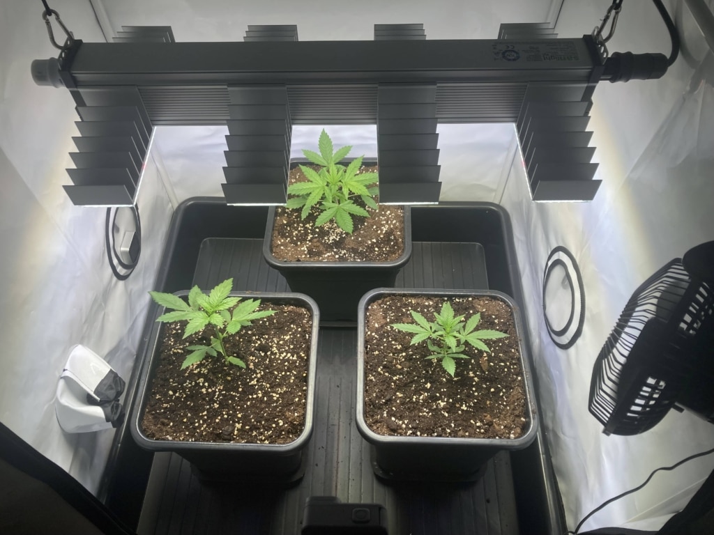 Tag-19-Royal-Runtz-Auto Tag 19 Royal Runtz Auto