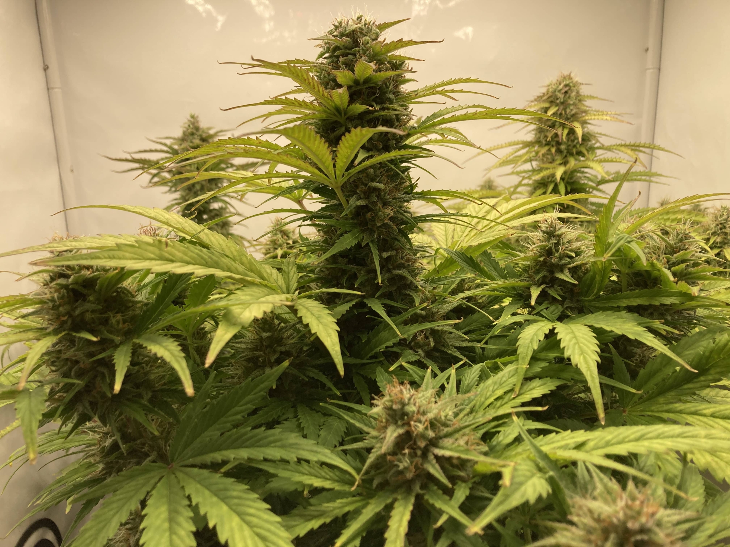 Hulk Berry Automatic Grow Report