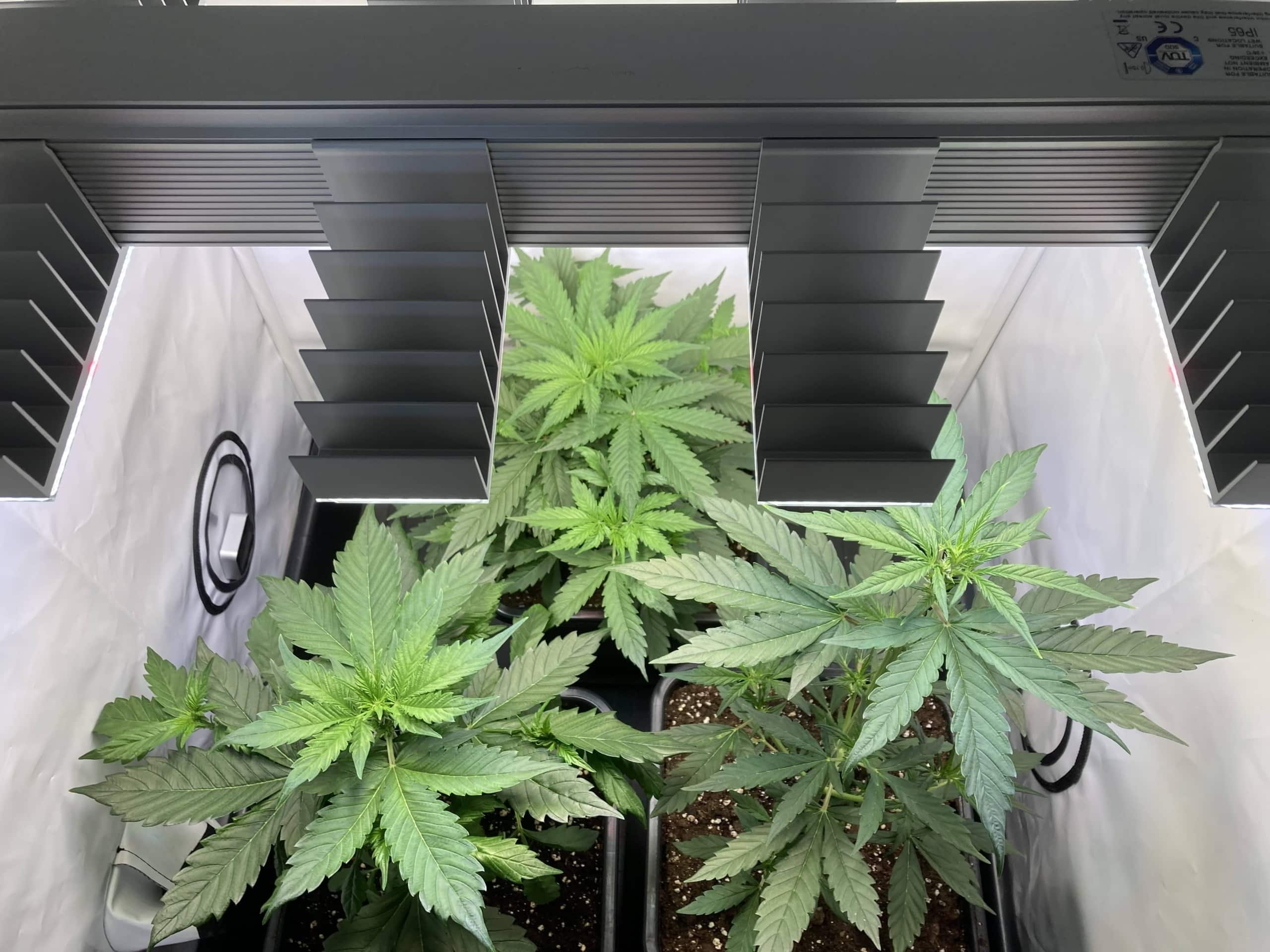 Meine Erfahrungen: SANlight EVO 4-80 Version 1.5 im Test