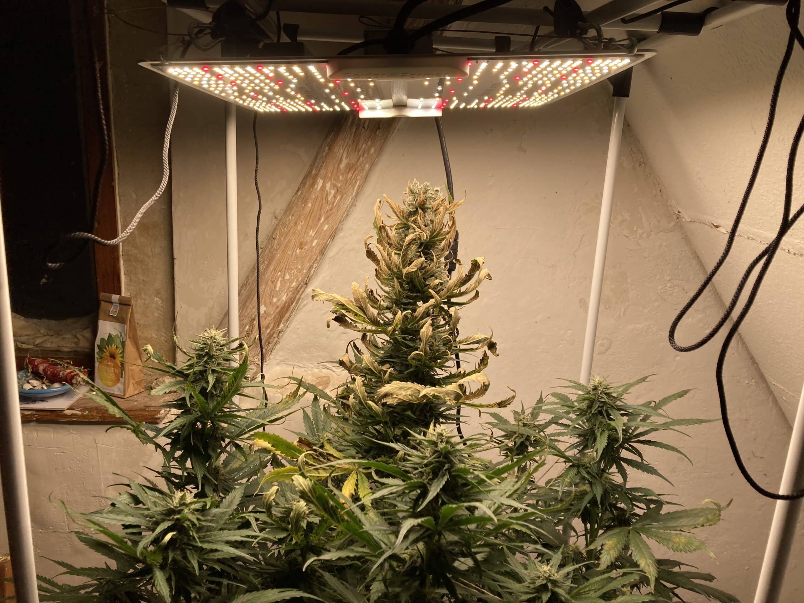 Meine Erfahrungen: Spider Farmer SF2000 Pro im Test